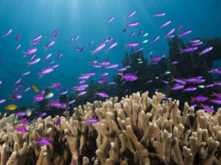 ކަނޑު އަޑީގެ މަންޒަރުތަކެއް