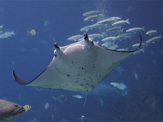 ރާއްޖޭގައި 5000 އެއްހާ މަންޓާރޭ ދިރިއުޅޭކަމަށް ވަނީ ރިކޯޑް ކުރެވިފައި