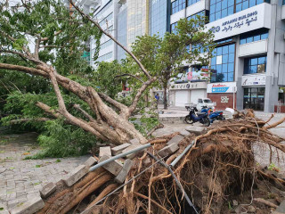 Trees uprooted in Malé City