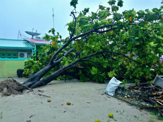 The tree was in an empty lot