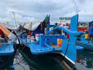 މަސް ދޯނިތަކެއްގައި މަސްވެރިންތަކެއް ހަރަކާތްތެރިވަނީ