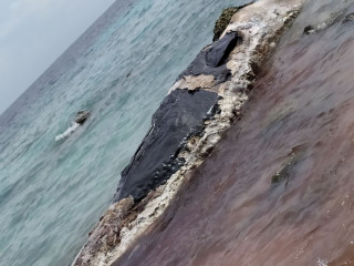 ތަކަންދޫ އަށް ލެއްގި ބޮޑުމަސް