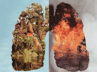 އެމެޒޯން ރެއިންފޮރެސްޓްގެ ހަގީގަތުން ދުނިޔެ މުޅިން މާޔޫސްކޮށްލައިފި