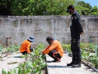 ގައިދީންތަކެއް ގަސް އިިންދަނީ