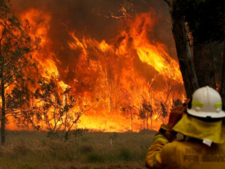 އޮސްޓްރޭލިއާގެ ޖަންގައްޔެއްގައި ރޯވެފައިވާ އަލިފާން ގަނޑެއް