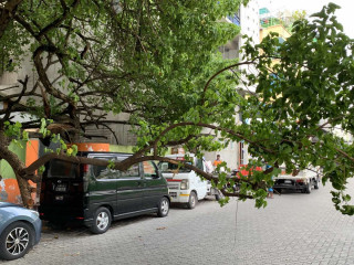 މޫސުން ގޯސްވެ ވައި ބާރުވުމުގެ ސަބަބުން ހެންވޭރު ޒުވާނުންގެ މަރުކަޒުގައި ހުރި ގަހެއް މަގުމައްޗަށް ވެއްޓިފައި