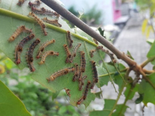 ގަހެއްގައި ހުވަނި އަޅާފައި