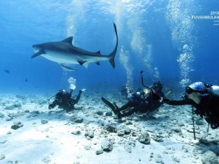 ފުވައްމުލަކުގައި ފީނަން ގޮސް އުޅުނު ބަޔަކު ނަގާފައިވާ ކަނޑުއަޑީގެ މަންޒަރެއް