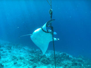 Increasing number of mooring lines deployed throughout the country puts manta rays and other marine life at risk of entanglement