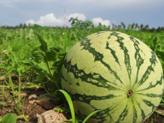 ތޮއްޑޫގެ ކަރާ ދަނޑެއް