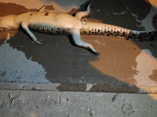 ވައިކަރަދޫއަށް ލެއްގި މަރުވެފައިއޮތް ކިނބޫ--