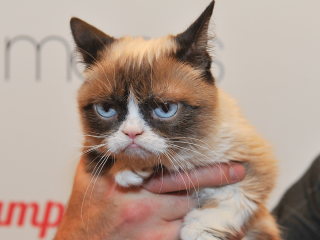 ގްރަމްޕީ ކެޓް - މަރުވީ 7 އަހަރުގައި