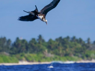 ހޯރަ – ކަނޑުމަތީގައި ނުތެމި އުޅެންޖެހޭ އާދަޔާ ޚިލާފު ދޫންޏެއް