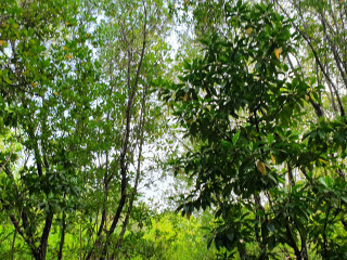 ކުޅުދުއްފުށީ މަށި ކުޅީގެ ބާކީ ހުރި ސަރަހައްދުގައި ހުރި ކަނޑޫފާތަައް