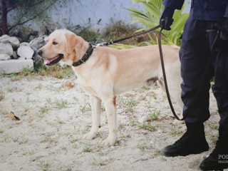 މާމިގިއްޔަށް ވައިގެ މަގުން މަސްތުވާތަކެތި އެތެރެ ކުރަން އުޅުނު މީހަކު ހައްޔަރުކޮށްފި