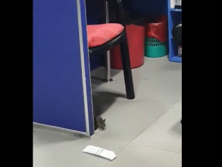 އައިޖީއެޗް ލެބޯޓްރީއަށް ވަދެފައިވާ މީދާ