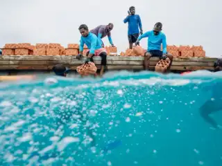 މަސްނޫއީ ފަރު އާލާކުރުމުގެ މަސައްކަތް ފެށުމުގެ ގޮތުން، މަށިން ހަދާފައިވާ އެތައް ސަތޭކަ ރީފް މޮޑިއުލްތަކެއް ފަޅުތެރޭގައި އަތުރަން ތައްޔާރުވަނީ.