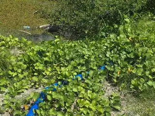 The Thinadhoo Council is investigating the illegal discharge of chemical-laden water and cement runoff into the wetland area located in the southern part of the city, which is causing significant environmental damage.