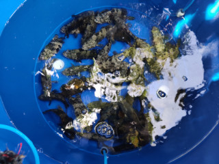 ރާއްޖޭގައި ކޮށީގައި އާލާކޮށްގެން ނީލަމުގައި ވިއްކަމުން އަންނަ ބާވަތުގެ ކަސް ފާނަ