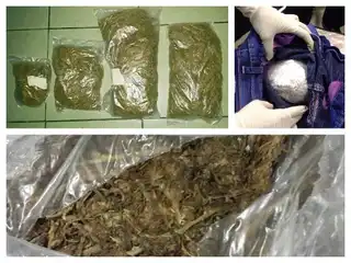  ރާއްޖެ އެތެރެކުރަން އުޅުނު 3 ކިލޯ އަށްވުރެ ގިނަ ކެނަބިސް ފަތް ހިފަހައްޓައިފި