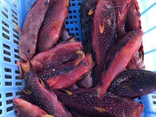 މި މަސައްކަތުގެ އެއް މަޤްސަދަކީ ދިވެހިރާއްޖޭގައި މެރިކަލްޗަރ ޞިނާޢަތެއް ގާއިމުކުރުމަށް ކުރެވޭ މަސައްކަތް ފުޅާ ކުރުން