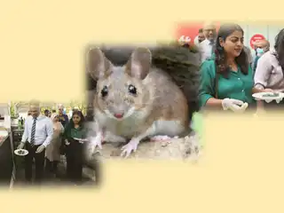 މާލޭގައި މީދާ މަރަން ޚާއްސަ ޕްރޮގްރާމެއް ފަށައިފި