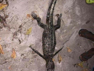 Dead crocodile washes ashore in Vaikaradhoo