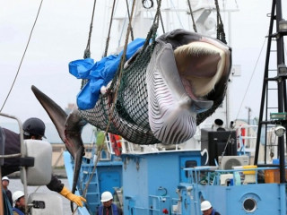 ބޮޑުމަހުގެ މަސްވެރިކަން ޖަޕާނުން އެންމެ ފަހުން ކޮށްފައިވަނީ 1986 ވަނަ އަހަރު