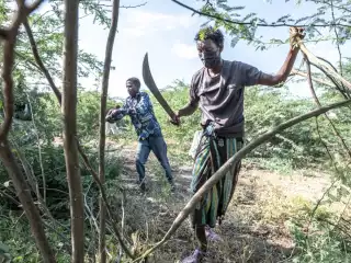 އިތިއޯޕިޔާގެ ޕްރޮސޮޕިސް ގަހުގެ ސަބަބުން ދިރިއުޅުމަށް ބޮޑެތި ގެއްލުންތަކެއް