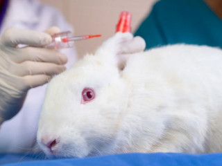 ޖަނަވާރުތަކުގައި ކޮސްމެޓިކްސް ޓެސްޓްކުރުން