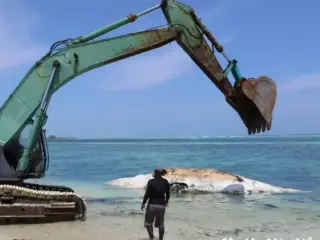 Efforts to bury a whale carcass that washed ashore on the western reef of Ha. Hoarafushi.