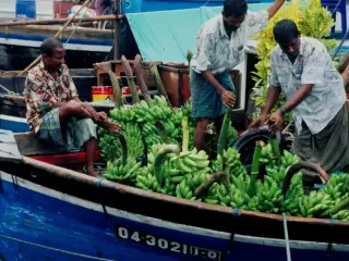 ދޯންޏަކަށް މާލެގެނައި ފަތްކެޔޮގަނޑުތަކެއް ބޭލުމަށް ބަޔަކު ހަރަކާތްތެރިވަނީ 