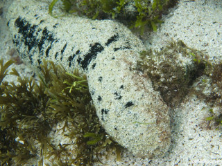 ކަޅު ބަޓު؛ ކަޅު ބަޓު އެކްސްޕޯޓު ކުރުމަށް، ދޫކުރަންޖެހޭ ސައިޓީސް ޕާމިޓް މިނިސްޓްރީ މެދުވެރިކޮށް ދޫ ނުކުރާނެ ކަން ވަނީ ހާމަކޮށްފައި - ރީފް ލައިފް ސަރވޭ