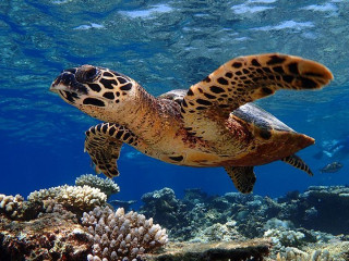 Underwater beauty of Maldives 