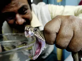 އިންޑިއާ ގައި ހަރުފަ ދަތްއަޅައިގެން އަހަރަކު 50،000 މީހުން މަރުވޭ