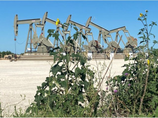 ތެޔޮ ނެގުމުގެ މަސައްކަތްކުރާ ތަނެއްގައި ވައިރަސްގެ ސަބަބުން މަސައްކަތް ހުއްޓިފައި