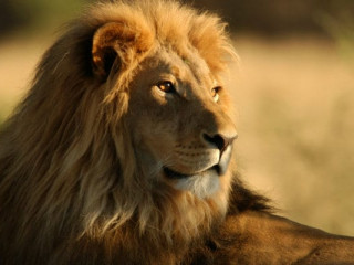 ޕޮޒިޓިވްވީ ސްޕެއިންގެ ބާސެލޯނާގެ ޒުލެއްގައި ގެންގުޅޭ ސިންގާތަކެއް