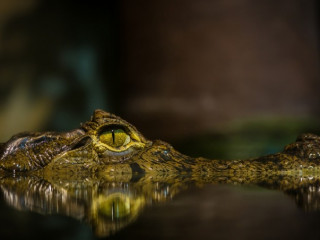 މަޑުމައިތިރިޔަސް، ކިނބުލުގެ ނުރައްކާތެރިކަމާއި މެދު ޝައްކުނުކުރައްވާ!