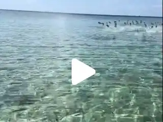 "ފިޝް އެޓޭކް" ފަތުރުވެރިޔާ އާ ދިމާލަށް ފުމެމުން އައި މަސްތަކެއް.