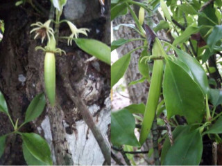 ރާއްޖެއިން އަލަށް ފެނުނު ކަމަށް ބުނި މެންގްރޫވް، މި މެންގްރޫވް އަށް ވަނީ \"ކެލަވަކި\" ނަމުން ނަން ދީފައި