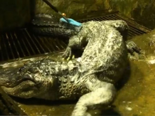 އެޑޯލްފް ހިޓްލަރ ގެންގުޅިފައިވާ ކަމަށް ބެލެވޭ ކިނބޫ މަރުވެފައިވަނީ މޮސްކޯ ޒުލެއްގައި