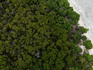 ވައިކަރަދޫ ކަނޑޫފާ