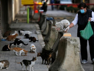 އެންމެ ފަހުގެ ހޯދުންތަކުން ދައްކަނީ ބުޅަލަށް ކޮރޯނާވައިރަސް ޖެހޭކަމަށް