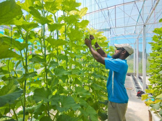 ކޮންޓްރެކްޓް ފާމިންގް މަޝްރޫޢުގެ ތެރެއިން