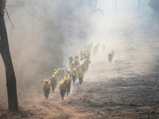 ބޮލީވިއާގެ ވައިލްޑްފަޔަރސް ގައި 2 މިލިއަނަށްވުރެ ގިނަ ޖަނަވާރު މަރުވެއްޖެ