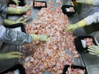 ޗިކެން ވިންގްތަކެއް ޕެކް ކުރުމުގެ މަސައްކަތް ކުރަނީ