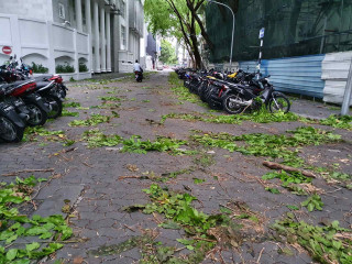 މާލެއަށް އައި ކޮޅިގަނޑެއްގައި ގަހުގެ އޮފިތައް ބިންދައިގެން ވެއްޓިފައި