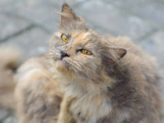 މާލެ ސިޓީގައި އުޅޭ ބުޅާތައް ގެންގުޅެން އެންމެ ރަނގަޅުވާނީ ކޮންތަނެއް؟