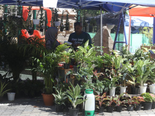 ތިމާވެށި ކާނިވާގެ ތެރެއިން