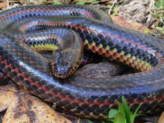 ފާއިތުވި 50 އަހަރު ތެރޭގައި ފުރަތަމަ ފަހަރަށް ރެއިންބޯ ހަރުފަ އެއް ފްލޮރިޑާއިން ފެނިއްޖެ